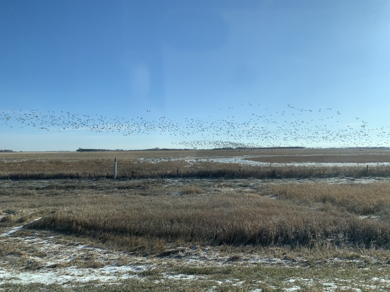 2019-11-12-Pheasant-Hunting-01-geese.JPG