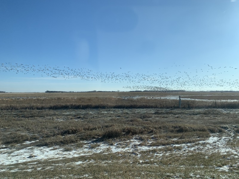 2019-11-12-Pheasant-Hunting-02-geese.JPG