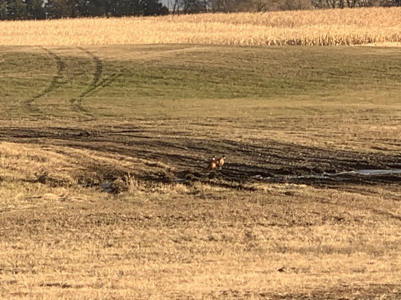 2019-11-15-Pheasant-Hunting-02-pheasants-on-path.JPG