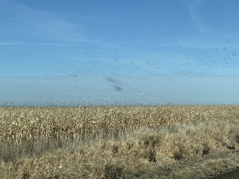 2019-11-15-Pheasant-Hunting-04-geese.JPG