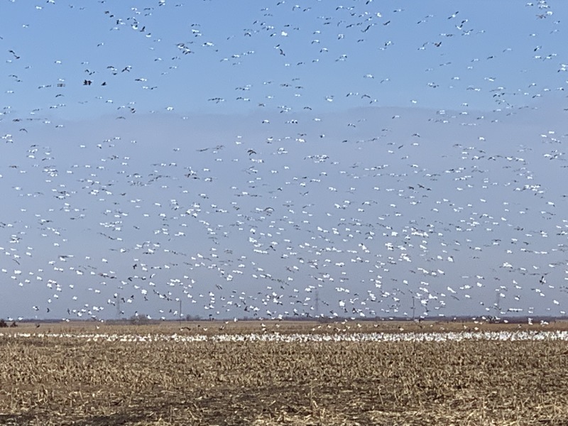 2019-11-15-Pheasant-Hunting-05-Geese.JPG