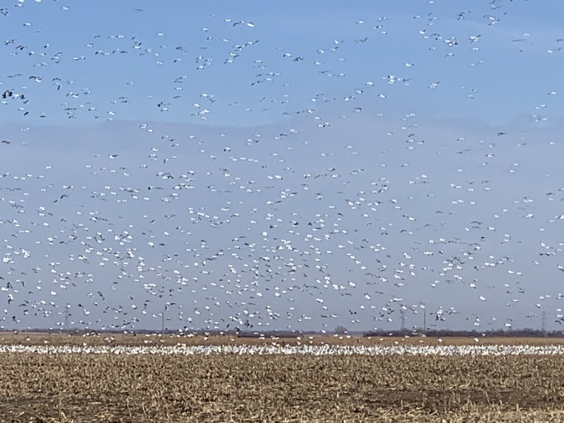 2019/11(November)/SD-Pheasant-Hunting/800x600_2019-11-15-Pheasant-Hunting-06-Geese.JPG