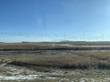 2019-11-12-Pheasant-Hunting-01-geese.JPG