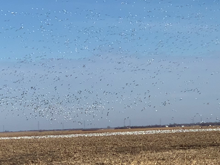2019-11-14-Geese-video.png