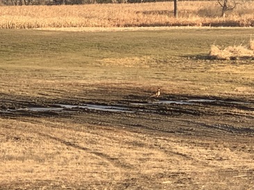 2019-11-15-Pheasant-Hunting-01-pheasants-on-path.JPG