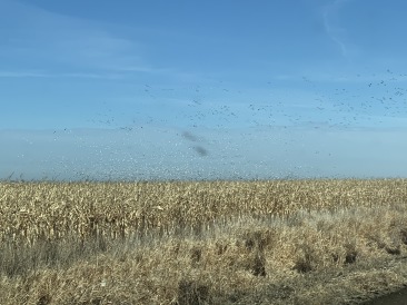 2019-11-15-Pheasant-Hunting-04-geese.JPG