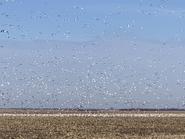 2019-11-15-Pheasant-Hunting-06-Geese.JPG