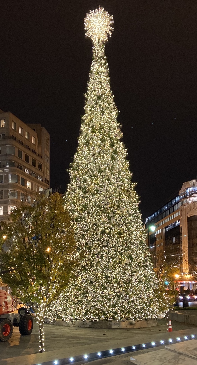 2019/11(November)/Vistra-Travel/800x600_2019-11-19-WashingtonDC-tree-2.JPG