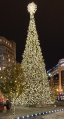 2019-11-19-WashingtonDC-tree-2.JPG