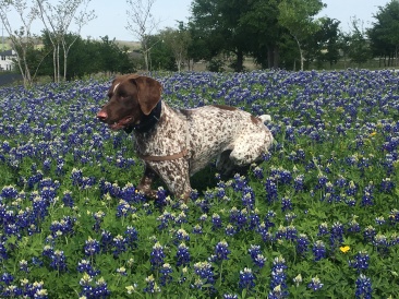 2019-03-28-Bluebonnets-Blaze-17-GOOD.JPG