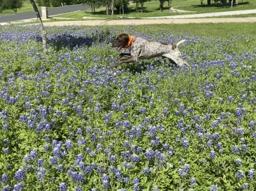 2020-04-12-Blaze-2.JPG