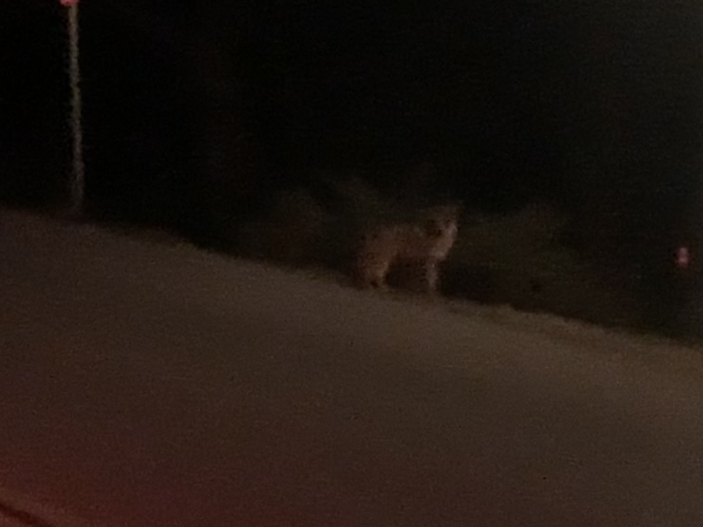 2020-01-07-VA-Beverly-Hills-CA-13-Hollywood-hike-coyote.JPG