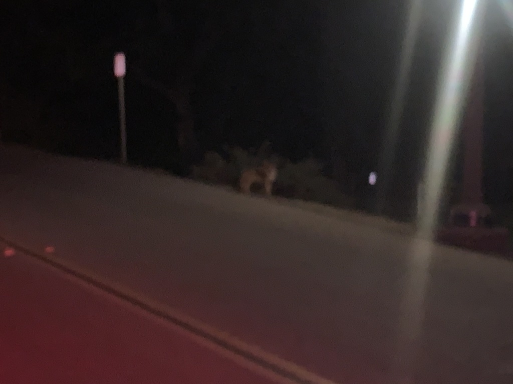 2020-01-07-VA-Beverly-Hills-CA-14-Hollywood-hike-coyote.JPG