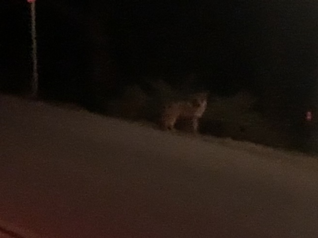 2020-01-07-VA-Beverly-Hills-CA-13-Hollywood-hike-coyote.JPG