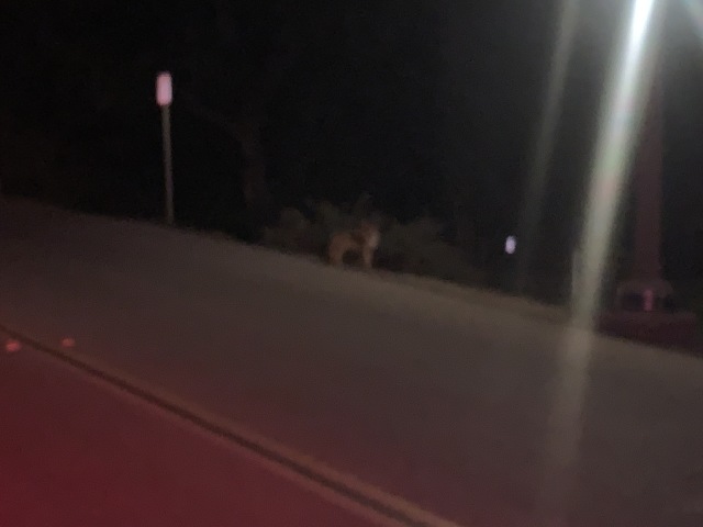 2020-01-07-VA-Beverly-Hills-CA-14-Hollywood-hike-coyote.JPG
