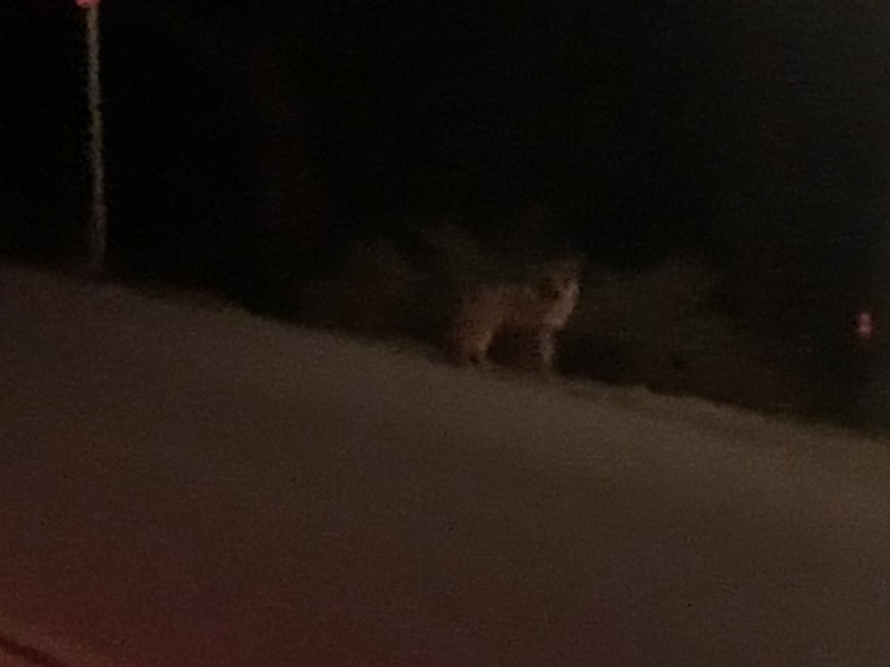 2020-01-07-VA-Beverly-Hills-CA-13-Hollywood-hike-coyote.JPG