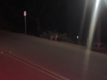 2020-01-07-VA-Beverly-Hills-CA-14-Hollywood-hike-coyote.JPG