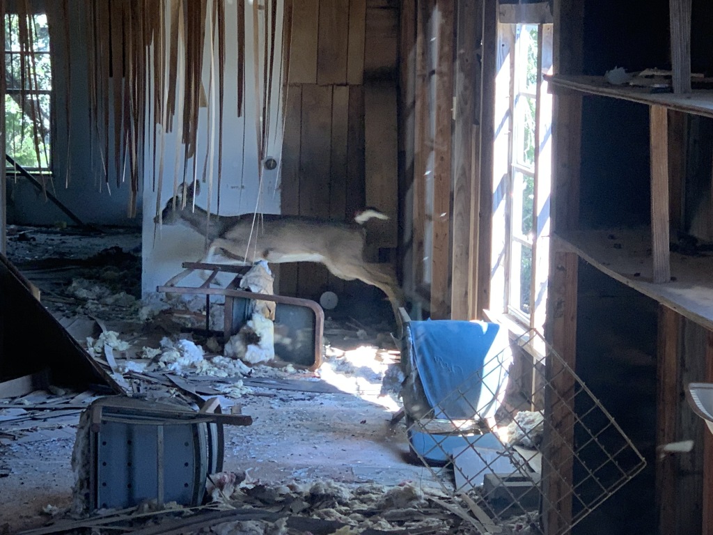 2020/02(February)/BlueStem-camping/1024x768_2020-02-01-Bluestem-setup-07-Deer-in-old-shed.JPG