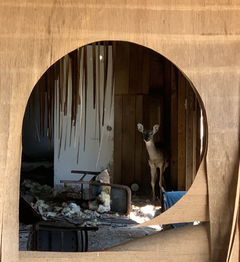 2020/02(February)/BlueStem-camping/800x600_2020-02-01-Bluestem-setup-06-Deer-in-old-shed.JPG