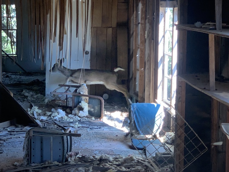 2020/02(February)/BlueStem-camping/800x600_2020-02-01-Bluestem-setup-07-Deer-in-old-shed.JPG