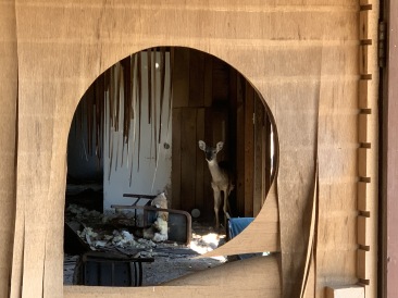 2020-02-01-Bluestem-setup-05-Deer-in-old-shed.JPG