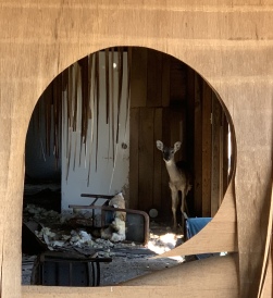 2020-02-01-Bluestem-setup-06-Deer-in-old-shed.JPG