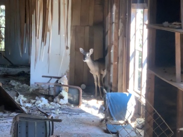 2020-02-01-Bluestem-setup-08-Deer-in-old-shed.JPG