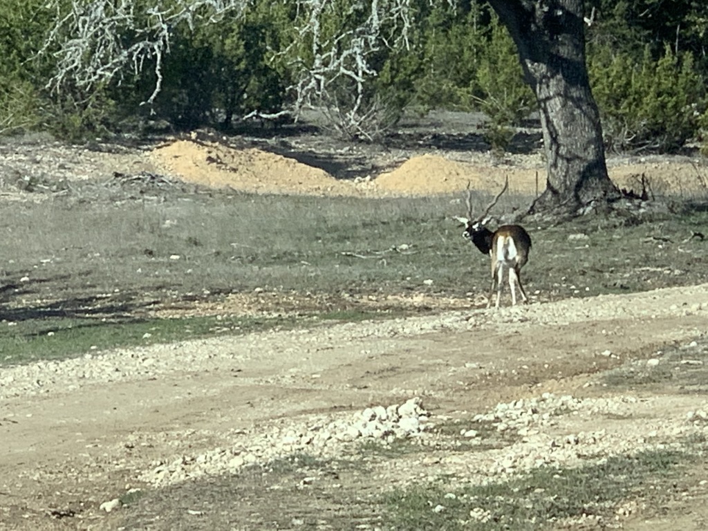 2020/02(February)/Josh-Work-Pheasant-Shoot/2020-02-21-Pheasant-Tower-Shoot-01-antelope.JPG