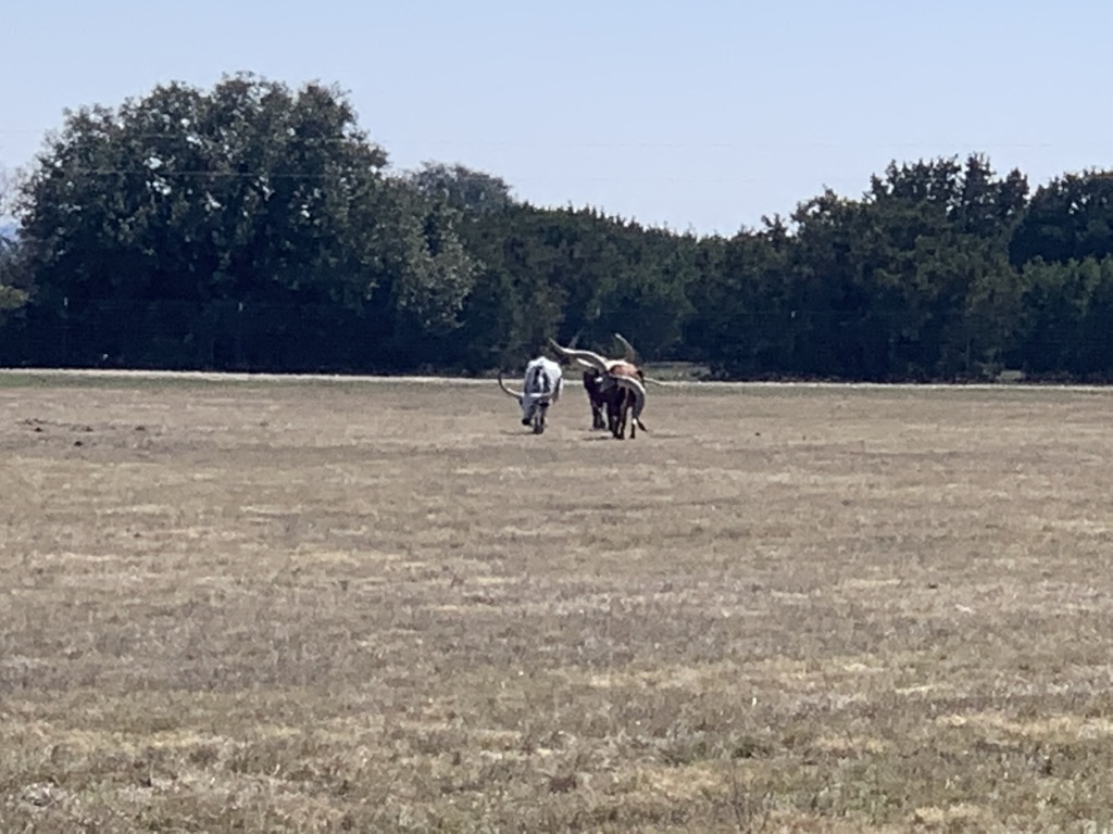 2020-02-21-Pheasant-Tower-Shoot-13-longhorns.JPG