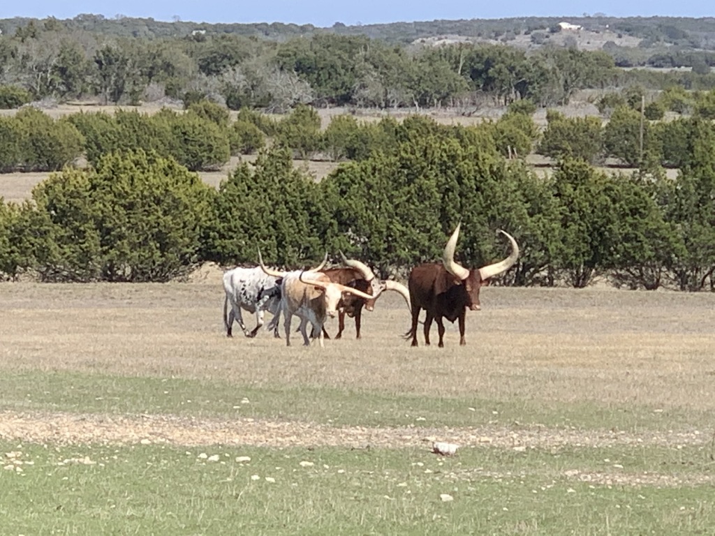 2020/02(February)/Josh-Work-Pheasant-Shoot/1024x768_2020-02-21-Pheasant-Tower-Shoot-17-Longhorns.JPG