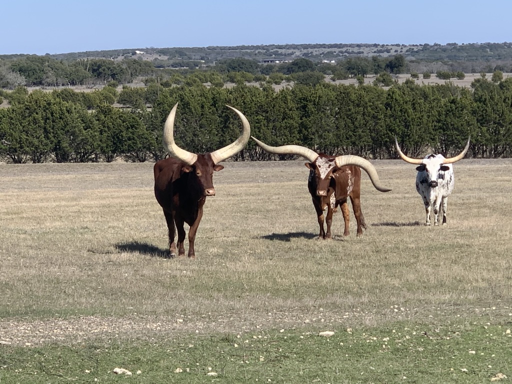 2020/02(February)/Josh-Work-Pheasant-Shoot/1024x768_2020-02-21-Pheasant-Tower-Shoot-24-Longhorns.JPG