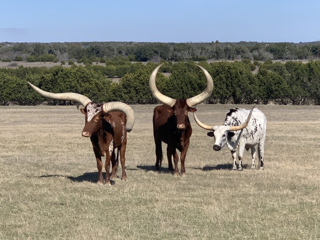 2020/02(February)/Josh-Work-Pheasant-Shoot/1024x768_2020-02-21-Pheasant-Tower-Shoot-26-Longhorns.JPG