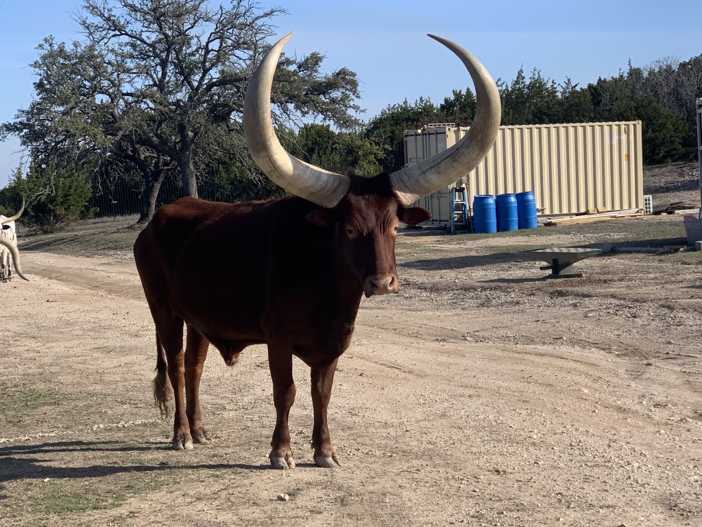 2020/02(February)/Josh-Work-Pheasant-Shoot/1024x768_2020-02-21-Pheasant-Tower-Shoot-28-Longhorns.JPG