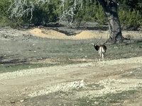 2020/02(February)/Josh-Work-Pheasant-Shoot/2020-02-21-Pheasant-Tower-Shoot-01-antelope.JPG