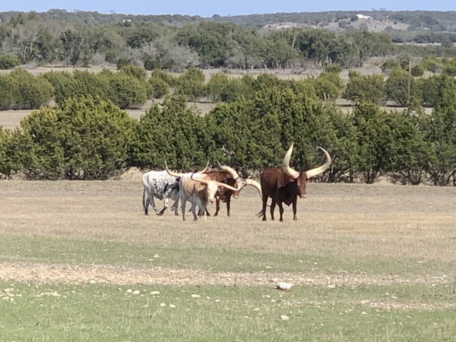 2020-02-21-Pheasant-Tower-Shoot-17-Longhorns.JPG