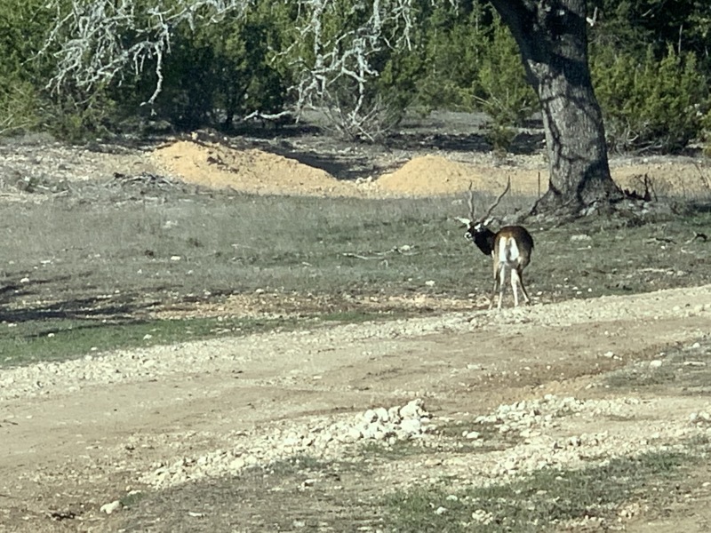 2020/02(February)/Josh-Work-Pheasant-Shoot/2020-02-21-Pheasant-Tower-Shoot-01-antelope.JPG