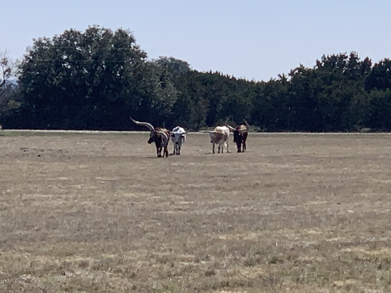 2020/02(February)/Josh-Work-Pheasant-Shoot/800x600_2020-02-21-Pheasant-Tower-Shoot-14-longhorns.JPG
