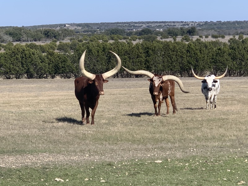 2020/02(February)/Josh-Work-Pheasant-Shoot/800x600_2020-02-21-Pheasant-Tower-Shoot-24-Longhorns.JPG