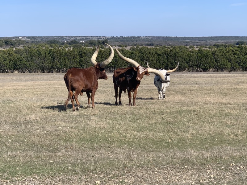 2020/02(February)/Josh-Work-Pheasant-Shoot/800x600_2020-02-21-Pheasant-Tower-Shoot-25-Longhorns.JPG