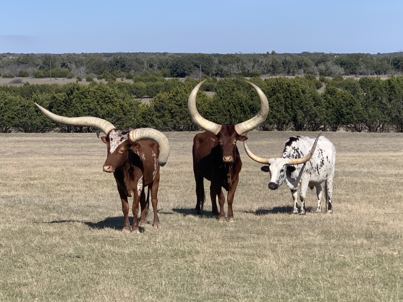 2020/02(February)/Josh-Work-Pheasant-Shoot/800x600_2020-02-21-Pheasant-Tower-Shoot-26-Longhorns.JPG