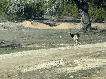 2020-02-21-Pheasant-Tower-Shoot-01-antelope.JPG