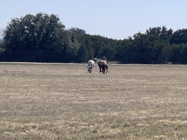 2020-02-21-Pheasant-Tower-Shoot-13-longhorns.JPG