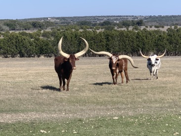 2020-02-21-Pheasant-Tower-Shoot-24-Longhorns.JPG