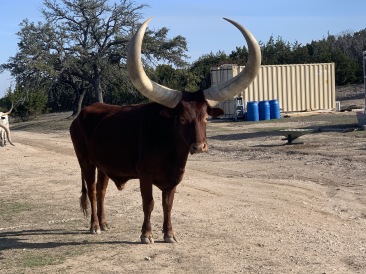 2020-02-21-Pheasant-Tower-Shoot-28-Longhorns.JPG