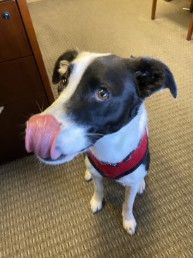 2020-02-28-Dog-at-Vistra-office.JPG