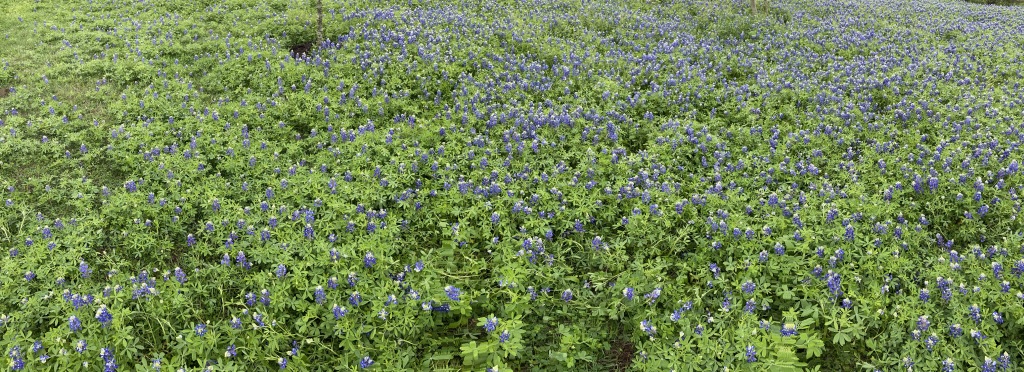 2020/03(March)/Bluebonnets/1024x768_2020-03-22-Bluebonnets-5.JPG
