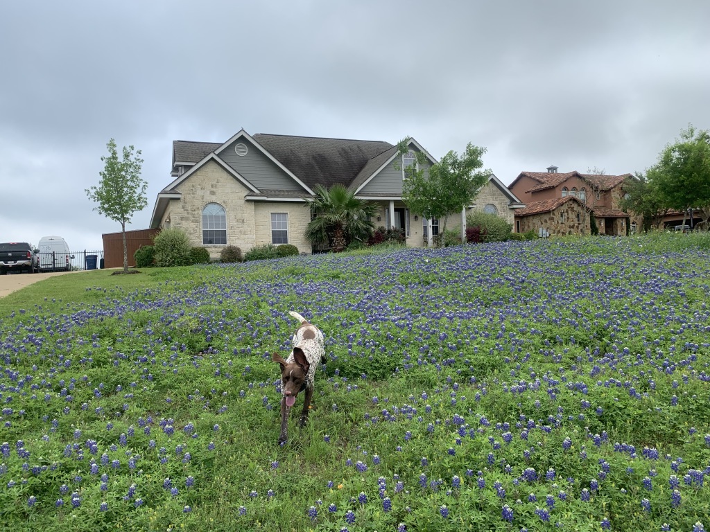2020/03(March)/Bluebonnets/1024x768_2020-04-03-Bluebonnets-2-Blaze.JPG