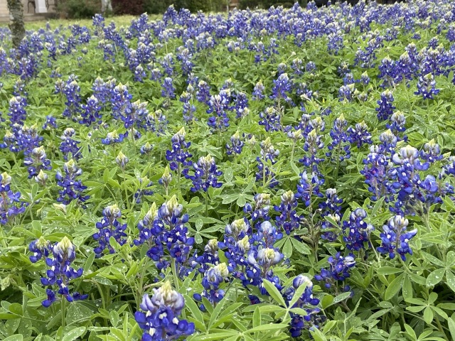 2020/03(March)/Bluebonnets/640x480_2020-03-22-Bluebonnets-3.JPG