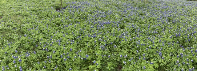 2020/03(March)/Bluebonnets/640x480_2020-03-22-Bluebonnets-5.JPG