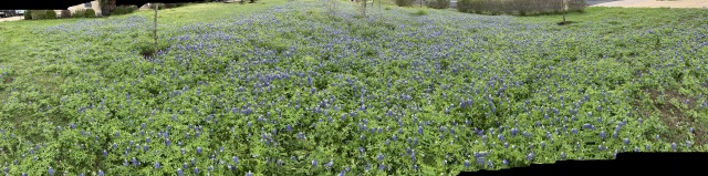 2020/03(March)/Bluebonnets/640x480_2020-03-22-Bluebonnets-6.JPG
